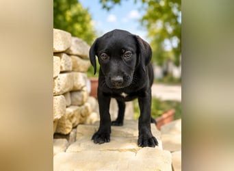 Jade - Fröhliche kleine Welpin sucht ihr Für-immer-Zuhause!