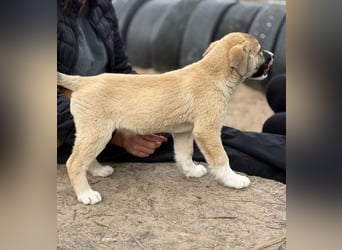 Neela - Kleine Neela sucht ihr großes Glück