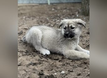 Nico - Kleiner Entdecker sucht sein Für-immer-Zuhause