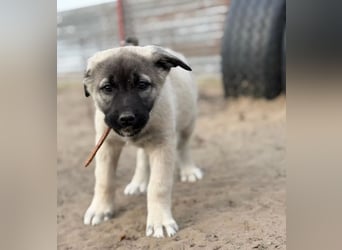 Nora - Neugieriges Hundekind sucht liebevolles Zuhause