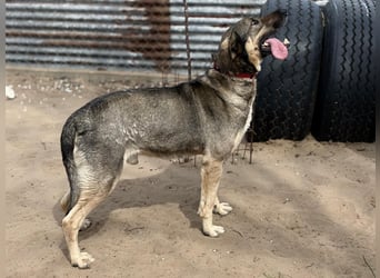 Simon (Strolch) Lebensfroher Herzenshund sucht seine zweite Chance