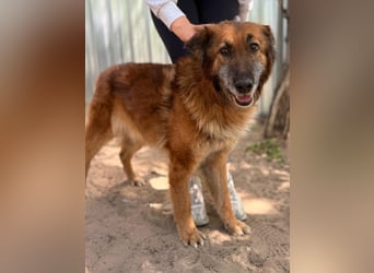 Gerad Sanfter Hundesenior sucht Partner für die besten Jahre