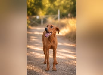 Trixie - Treue Hundeseele sucht ihre zweite Chance