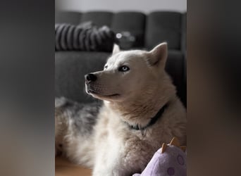 Remus - Wunderschöner Husky-Mix Rüde, 5 Jahre alt, freundlich, in 39112 Magdeburg