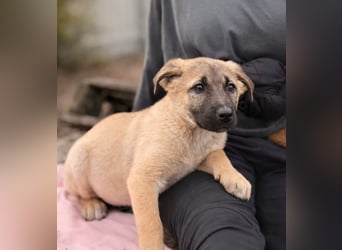 Nya - Verspielte Fellnase wünscht sich eigene Familie
