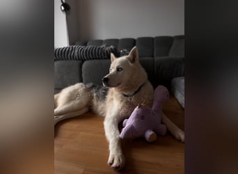 Remus - Wunderschöner Husky-Mix Rüde, 5 Jahre alt, freundlich, in 39112 Magdeburg