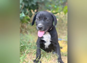 Opal - Kleiner Entdecker auf der Suche nach seiner Familie!