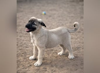 Nora - Neugieriges Hundekind sucht liebevolles Zuhause