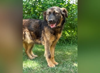 Benji(Bogat) - Charmanter Rüde sucht seine Menschen!
