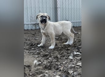 Nala - Ein kleiner Sonnenschein sucht Geborgenheit