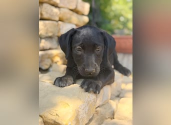 Jade - Fröhliche kleine Welpin sucht ihr Für-immer-Zuhause!