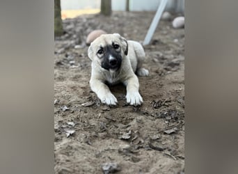 Nala - Ein kleiner Sonnenschein sucht Geborgenheit