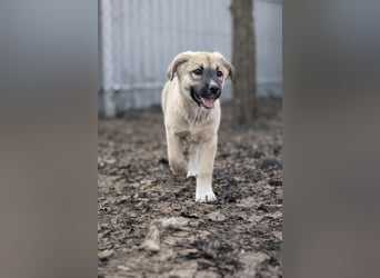 Nala - Ein kleiner Sonnenschein sucht Geborgenheit