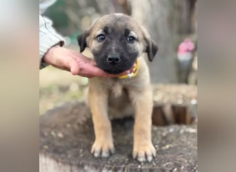 Nya - Verspielte Fellnase wünscht sich eigene Familie