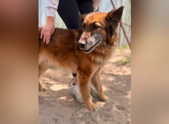Gerad Sanfter Hundesenior sucht Partner für die besten Jahre