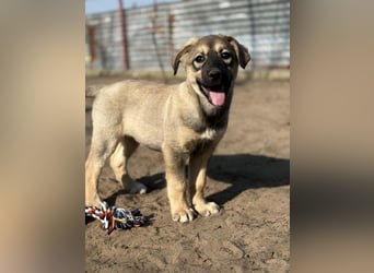 Nalani - Verspieltes Hundemädchen auf Familiensuche