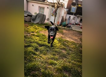 Rosi - wunderschöne Labradormix Hündin, 3 Jahre alt