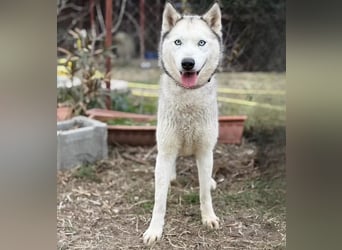 Zelinde - Agile Abenteurerin such unternehmungslustige Menschen