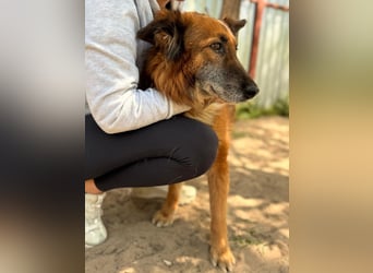 Gerad Sanfter Hundesenior sucht Partner für die besten Jahre