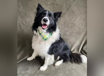 Thiago - Lieber Rüde möchte endlich ankommen!