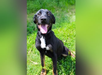 Kailo (Kumkvuat) - Fröhlicher Junghund sucht aktive Menschen!