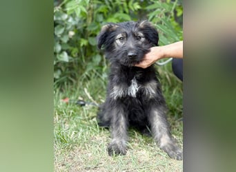 Moana Welpin sucht einfühlsame Menschen und Geborgenheit!