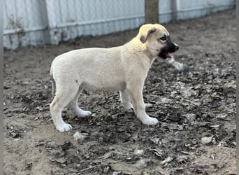 Nala - Ein kleiner Sonnenschein sucht Geborgenheit