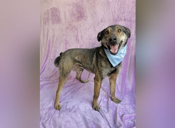 Camping - Sportlicher, verschmuster Begleiter sucht aktives Zuhause