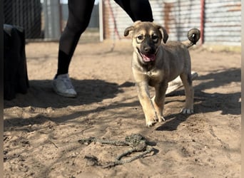 Nalani - Verspieltes Hundemädchen auf Familiensuche