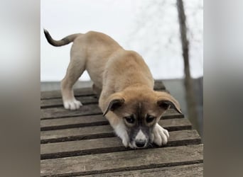 Neela - Kleine Neela sucht ihr großes Glück