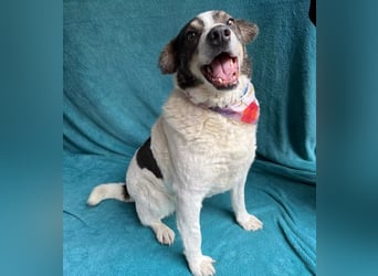 Kaspian - Sanfter Senior sucht liebevolles Zuhause zum Ankommen