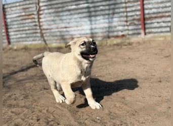 Nala - Ein kleiner Sonnenschein sucht Geborgenheit