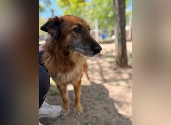 Gerad Sanfter Hundesenior sucht Partner für die besten Jahre