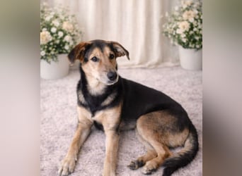 Keksz -Freundlicher Rüde auf der Suche nach seiner Familie!