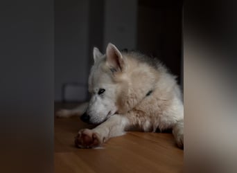 Remus - Wunderschöner Husky-Mix Rüde, 5 Jahre alt, freundlich, in 39112 Magdeburg