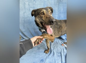 Camping - Sportlicher, verschmuster Begleiter sucht aktives Zuhause