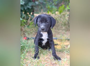 Opal - Kleiner Entdecker auf der Suche nach seiner Familie!