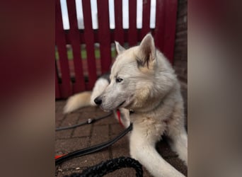 Remus - Wunderschöner Husky-Mix Rüde, 5 Jahre alt, freundlich, in 39112 Magdeburg