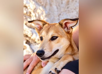 Peanut - Offener & verspielter Junghund sucht sein Für-Immer!