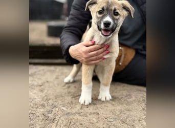 Neela - Kleine Neela sucht ihr großes Glück