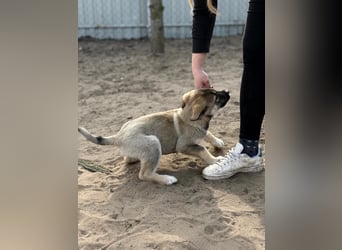 Nacho - Verspielter Welpenjunge möchte die Welt entdecken