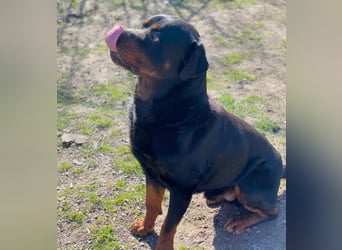 Baro - Sanfter Rottweilermix sucht sein Glück