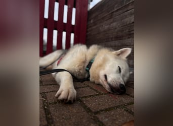 Remus - Wunderschöner Husky-Mix Rüde, 5 Jahre alt, freundlich, in 39112 Magdeburg