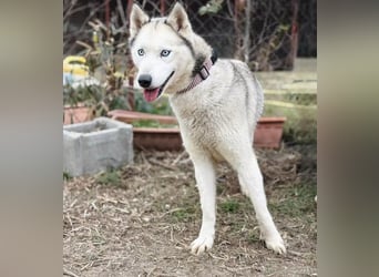 Zelinde - Agile Abenteurerin such unternehmungslustige Menschen