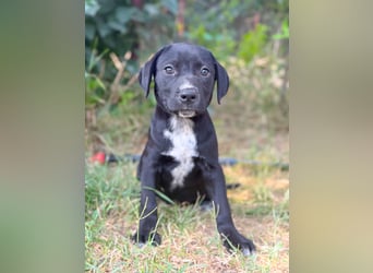 Opal - Kleiner Entdecker auf der Suche nach seiner Familie!