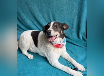 Kaspian - Sanfter Senior sucht liebevolles Zuhause zum Ankommen