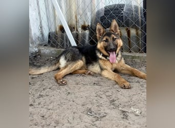 Blanka - treue Begleiterin auf vier Pfoten sucht ihr Zuhause