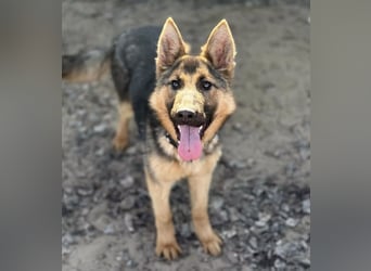 Blanka - treue Begleiterin auf vier Pfoten sucht ihr Zuhause