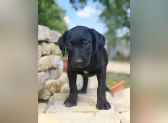 Jade - Fröhliche kleine Welpin sucht ihr Für-immer-Zuhause!