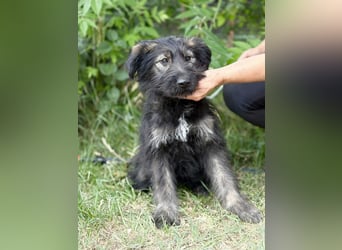 Moana Welpin sucht einfühlsame Menschen und Geborgenheit!